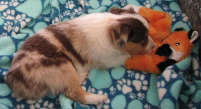 6 weeks old