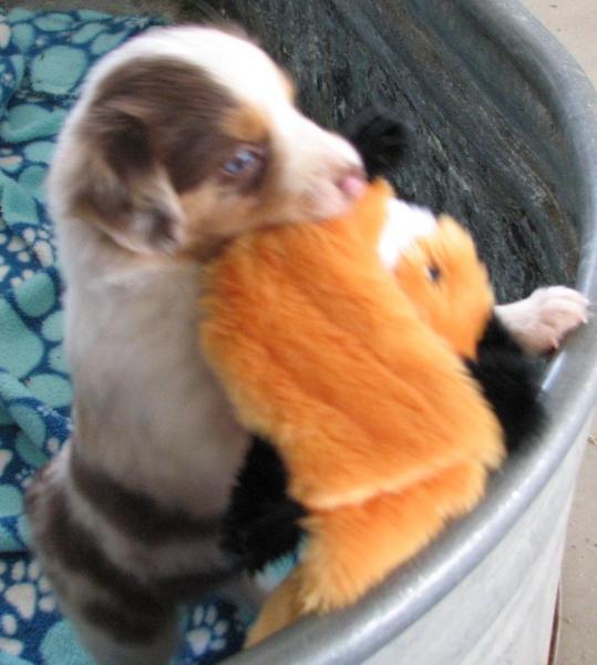 6 weeks old