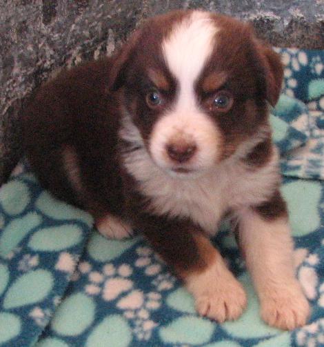 6 weeks old