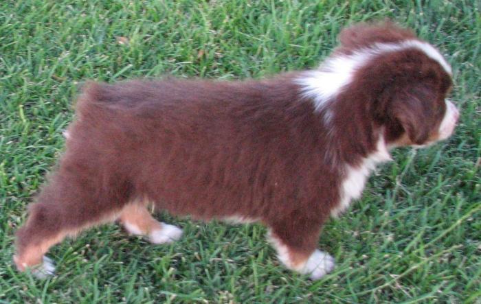 almost 8 weeks old; 4.5 lb
