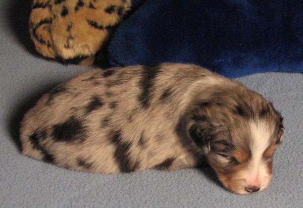 3 weeks old