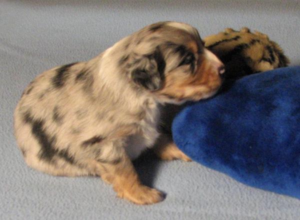 3 weeks old