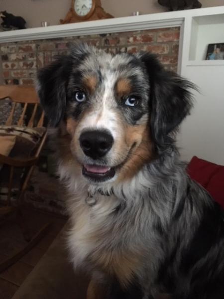Bandit