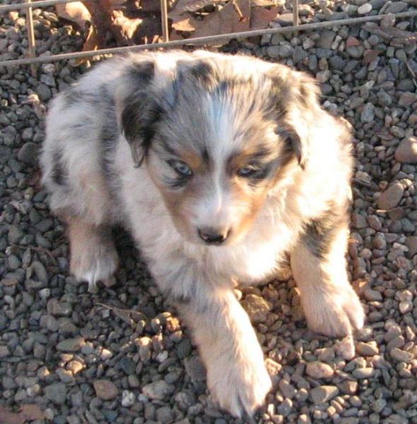 6 weeks old
