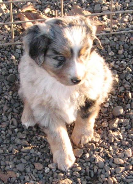 6 weeks old