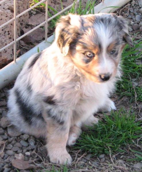6 weeks old