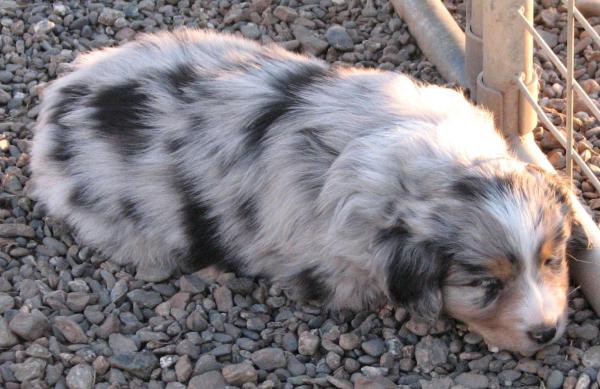 6 weeks old