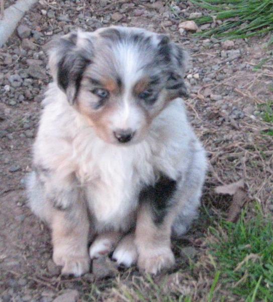 6 weeks old