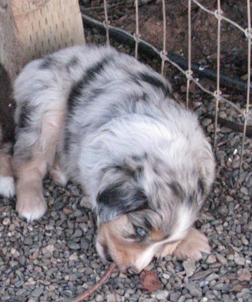 6 weeks old