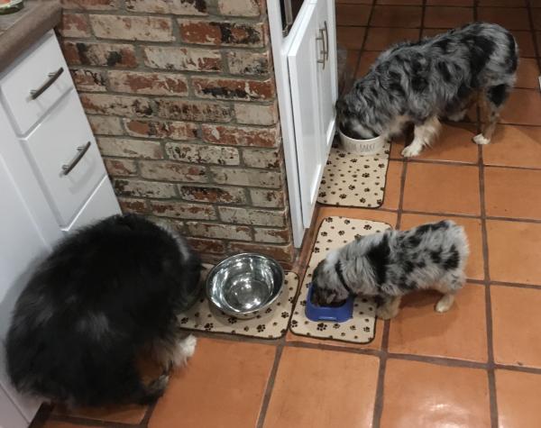 Here is Bandit at dinner time with his new buddies Bodie & Breeze