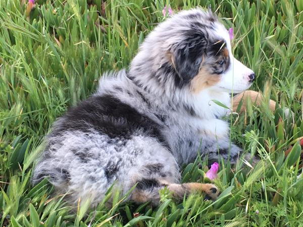 Kelev was picked to go home with his Daddy and become an all-around athlete, therapy, and show dog!