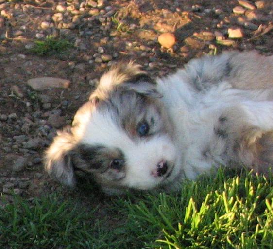 6 weeks old