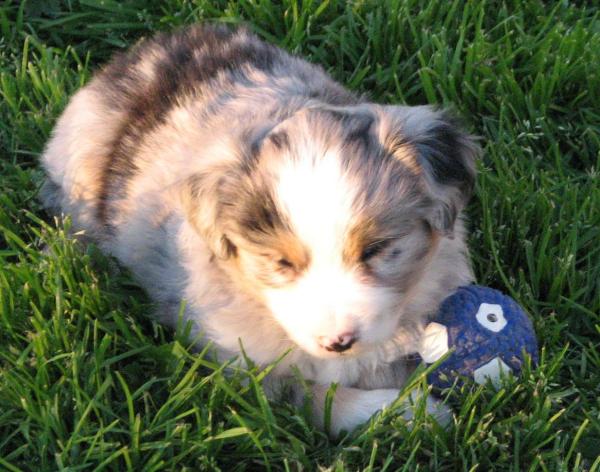 6 weeks old