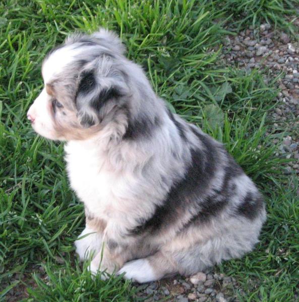 6 weeks old