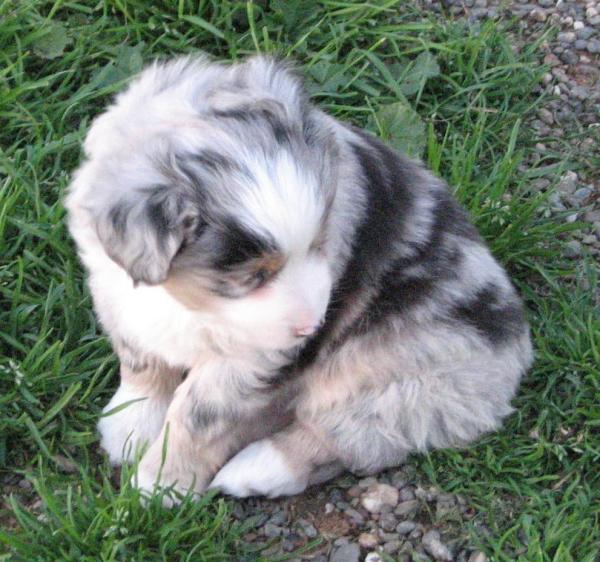 6 weeks old