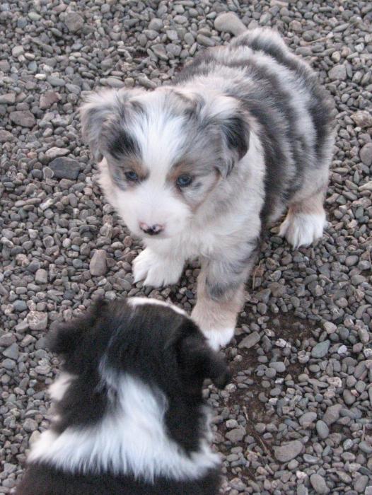 6 weeks old