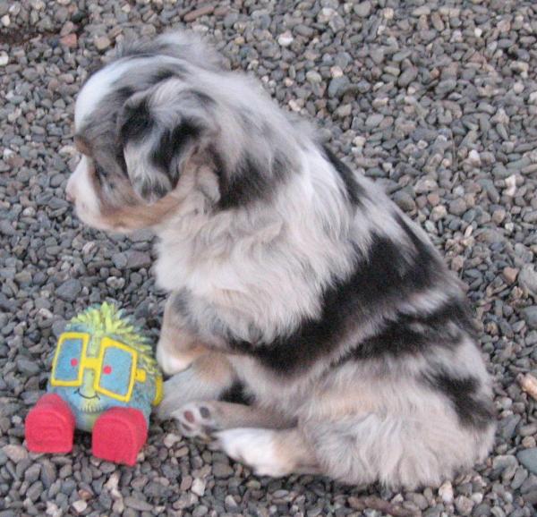 6 weeks old