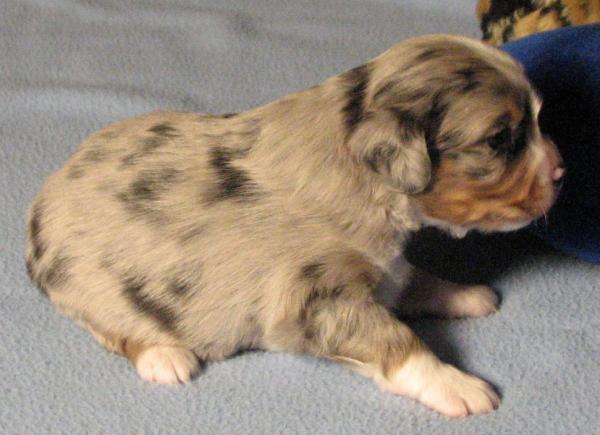 3 weeks old