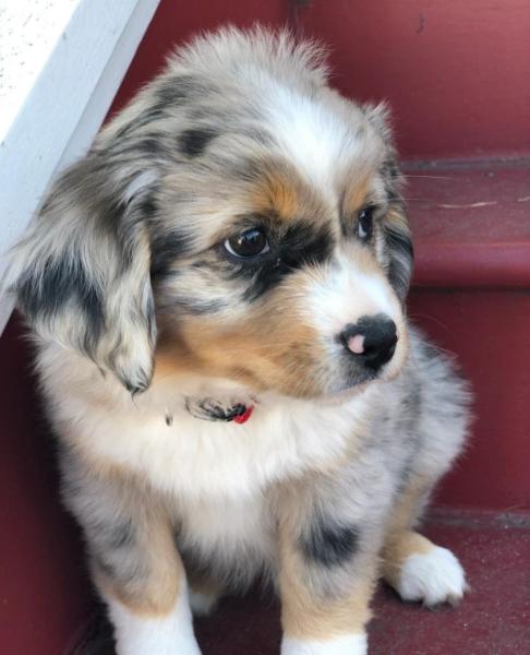 They just don't come any cuter than this!