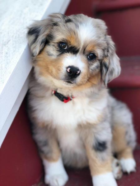 They just don't come any cuter than this!