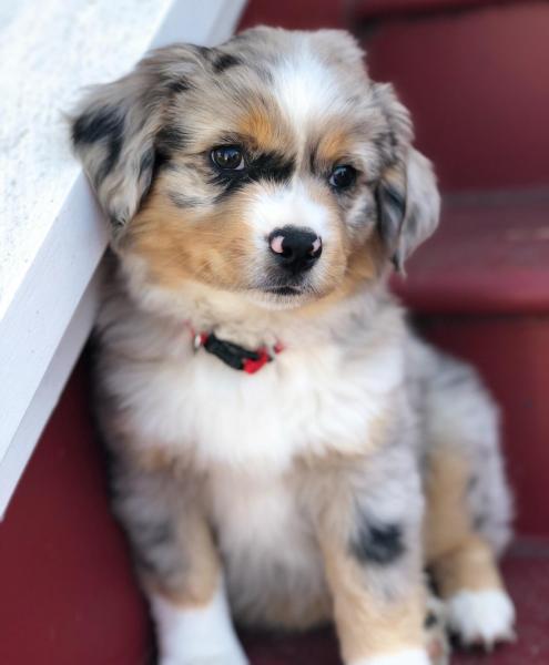 They just don't come any cuter than this!