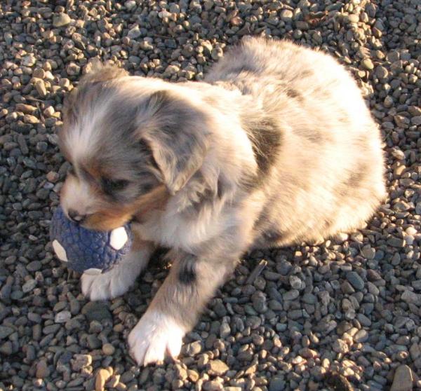 6 weeks old