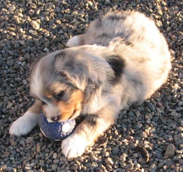 6 weeks old