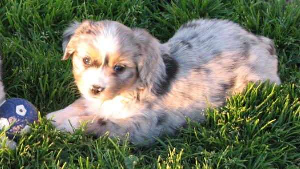 6 weeks old