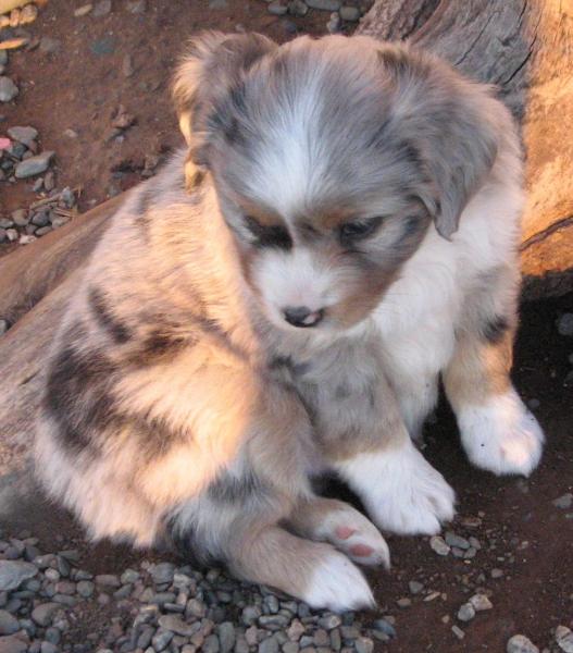 6 weeks old
