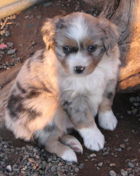 6 weeks old