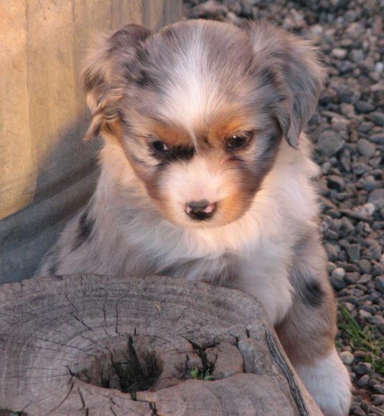 6 weeks old