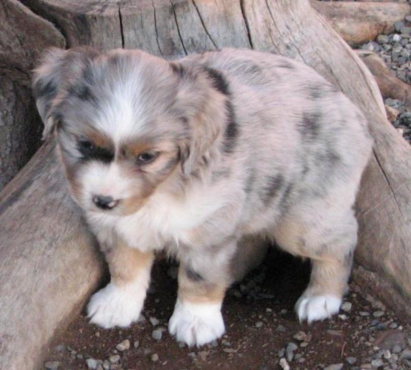 6 weeks old