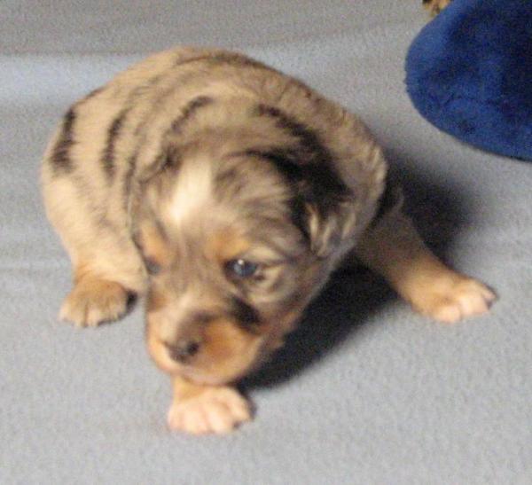 3 weeks old