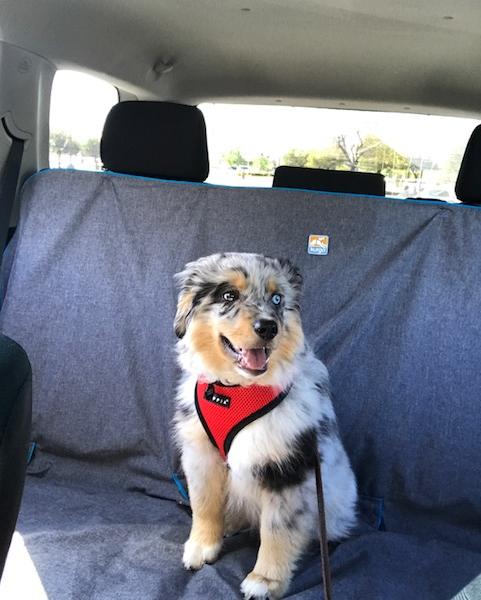 Ollie