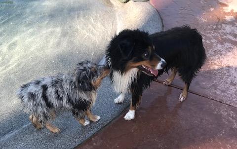 Hanging with his friend Dixie!