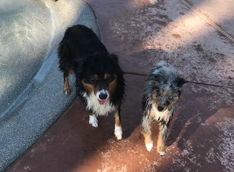 Hanging with his friend Dixie!