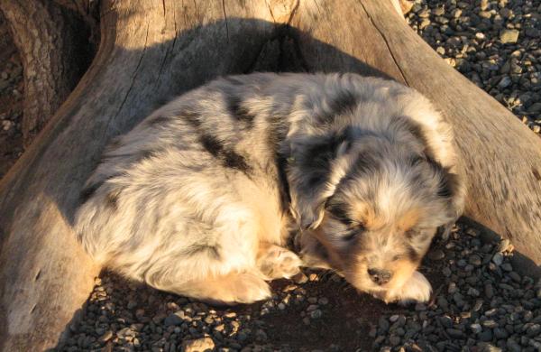 6 weeks old