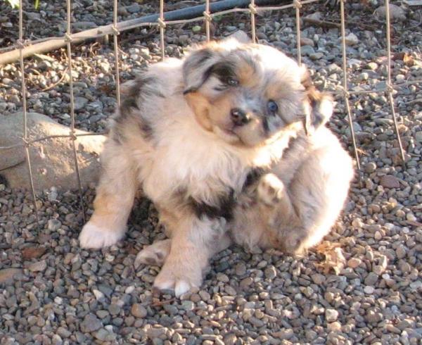 6 weeks old