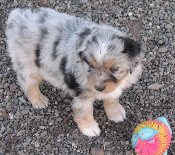 6 weeks old