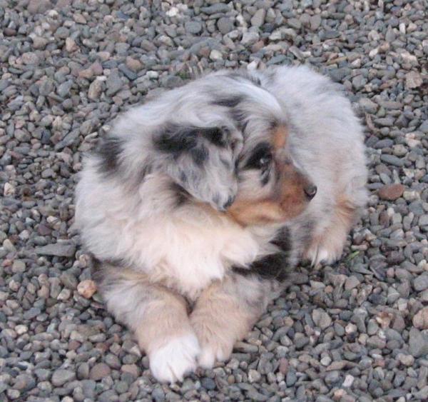 6 weeks old