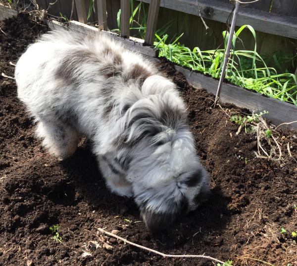 Louie is very much into gardening...