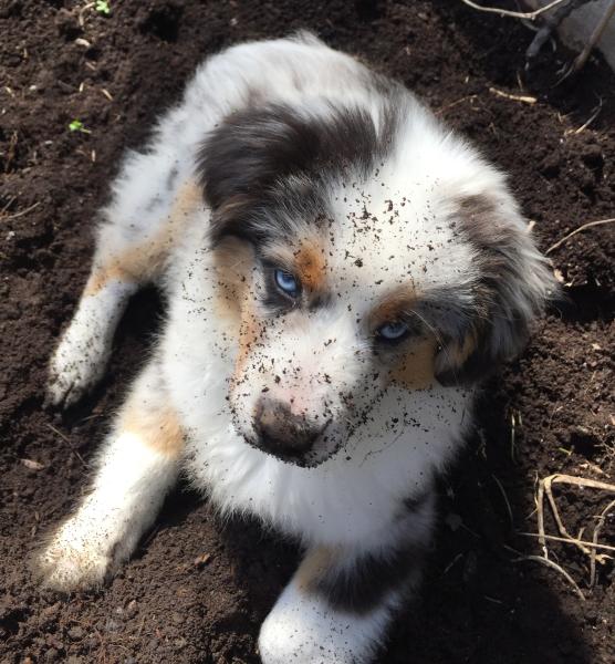 Louie is very much into gardening...