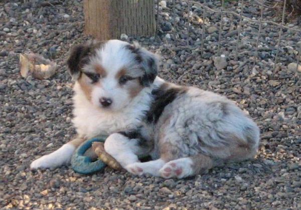 6 weeks old