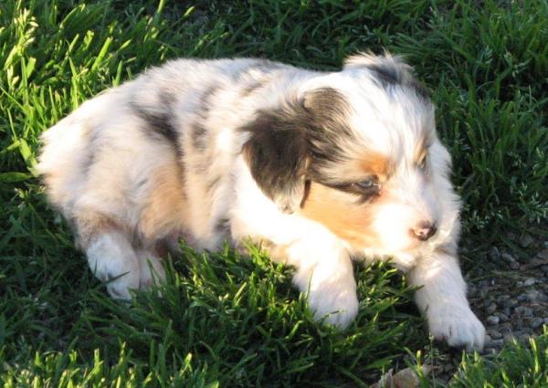 6 weeks old
