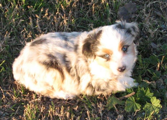6 weeks old