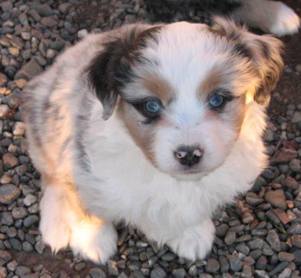 6 weeks old