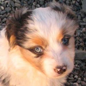 Louie