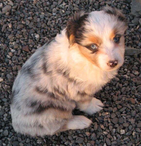 6 weeks old