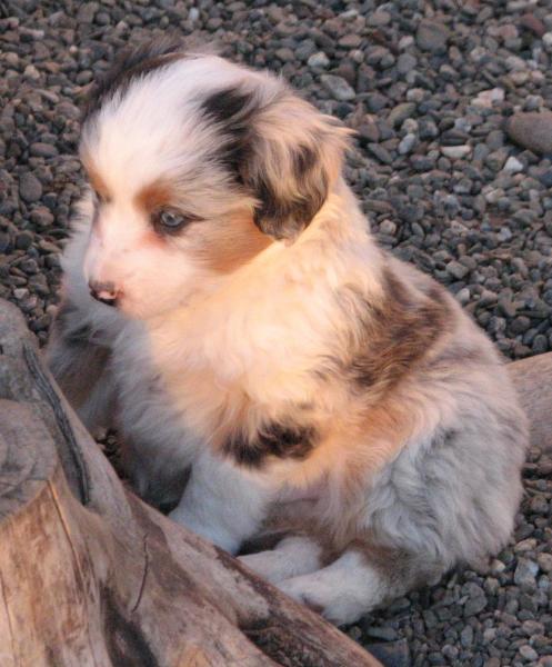 6 weeks old