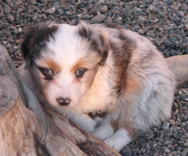 6 weeks old
